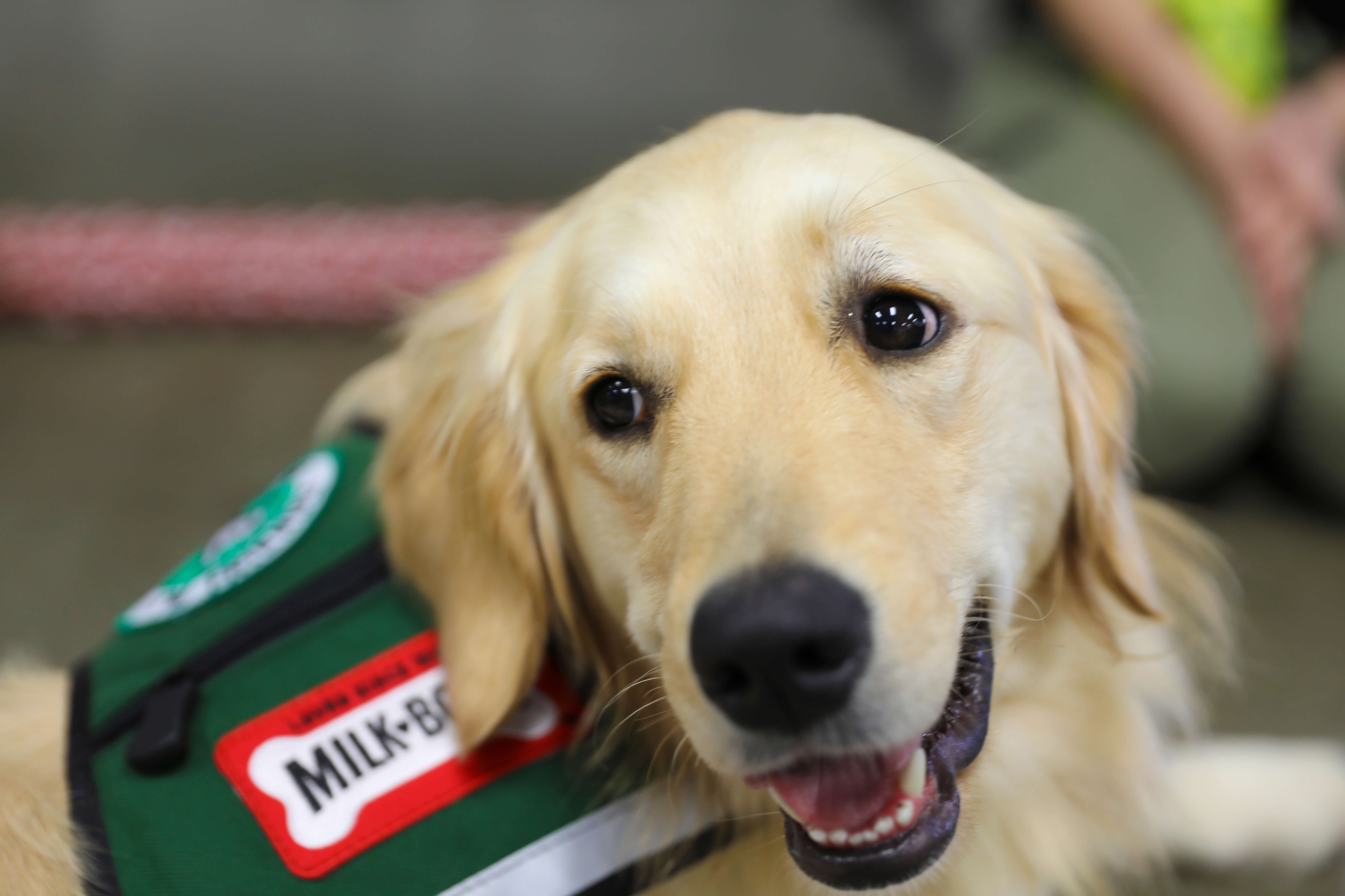 Therapy dog